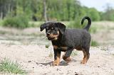 ROTTWEILER 264